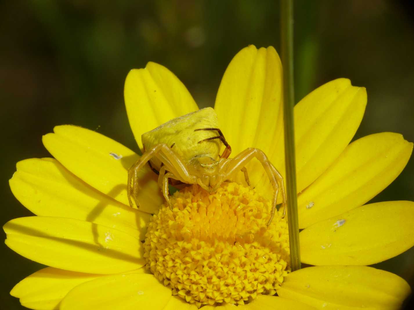 Thomisus onustus - Accoppiamento